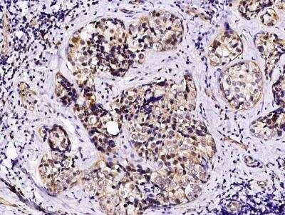Immunohistochemistry-Paraffin: pIgR Antibody (007) [NBP2-89286]