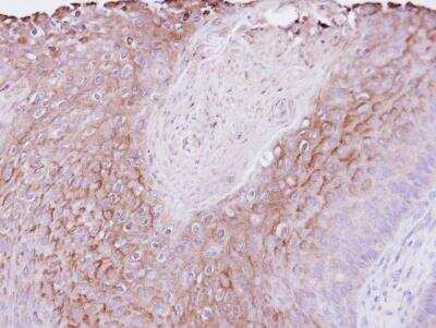 Immunohistochemistry-Paraffin: pIgR Antibody [NBP1-32897]
