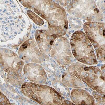 Immunohistochemistry-Paraffin: pIgR Antibody [NBP1-86095]