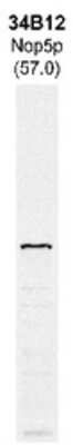 Western Blot: NOP58 Antibody (34B12) [NBP1-05225]