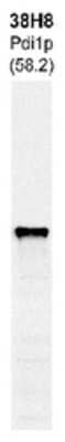 Western Blot: Pdi1p Antibody (38H8) [NBP1-05391]