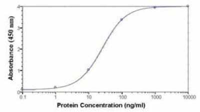 ELISA: Complement Component C1qA Antibody - Azide and BSA Free [NB300-345]