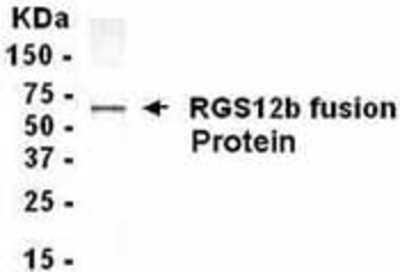 Western Blot: RGS12 AntibodyAzide and BSA Free [NB120-14258]