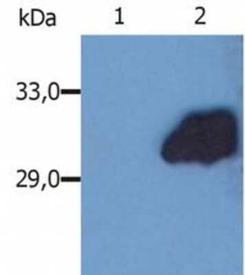 Western Blot: SOCS-3 Antibody (SO1)BSA Free [NB600-1075]