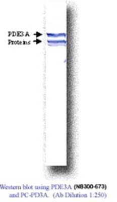 Western Blot: PDE3A Antibody [NB300-673]