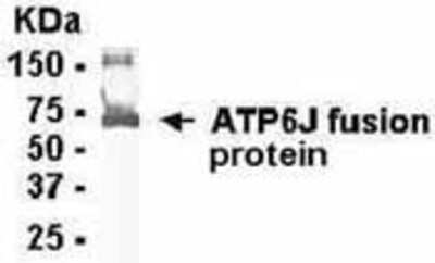 Western Blot: ATP6V1G1 AntibodyAzide and BSA Free [NB110-13819]