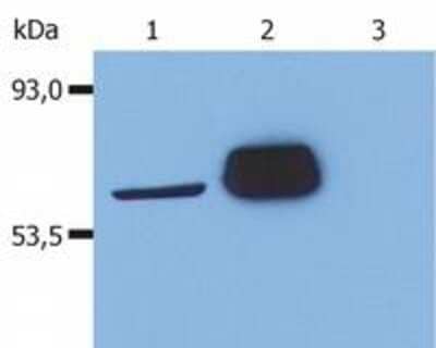 Western Blot: Lck Antibody (LCK-01)BSA Free [NB500-336]