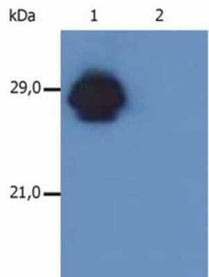 Western Blot: HLA DR/DP Antibody (MEM-136)BSA Free [NB500-447]