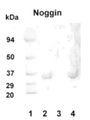 Western Blot: Noggin AntibodyBSA Free [NB110-40413]