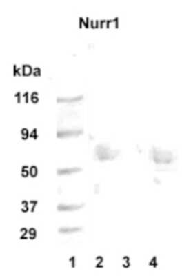 Western Blot: Nurr1/NGFI-B beta/NR4A2 AntibodyBSA Free [NB110-40415]