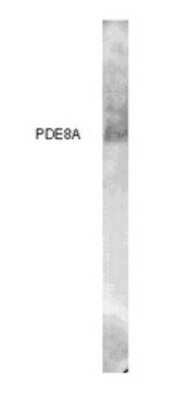 Western Blot: PDE8A Antibody [NB300-643]