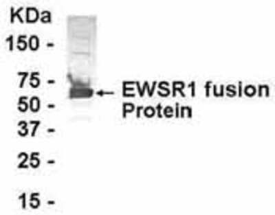 Western Blot: EWSR1 Antibody [NB100-75256]