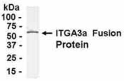 Western Blot: Integrin alpha 3/CD49c Antibody [NB100-75266]