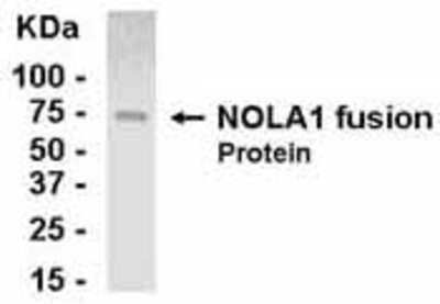 Western Blot: NOLA1 Antibody [NB100-75347]