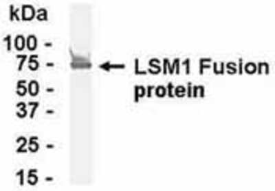 Western Blot: LSM1 Antibody [NB100-75412]