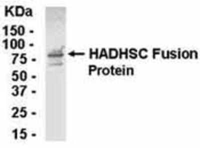 Western Blot: ERAB Antibody [NB100-75460]