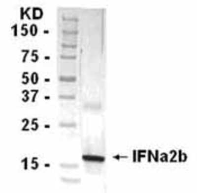 Western Blot: IFN-alpha 2 Antibody [NB100-75556]