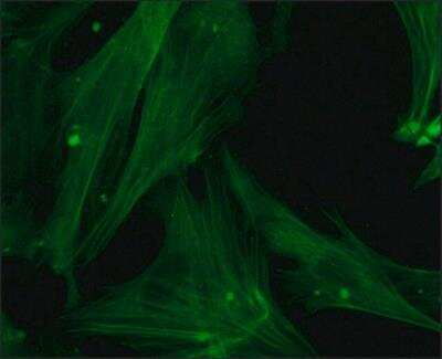 Immunocytochemistry/ Immunofluorescence: pan Actin Antibody (AC-40) [NB120-11003]