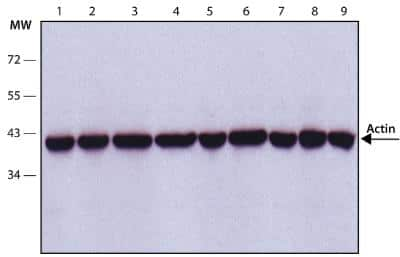 Western Blot: pan Actin Antibody (AC-40) [NB120-11003]