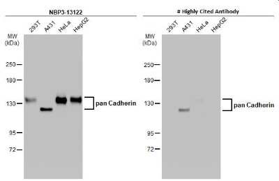 Western Blot: pan Cadherin Antibody [NBP3-13122]