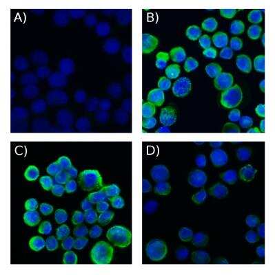 Staining of Cytokeratin, pan in MCF-7 Cells Using Conjugated Cytokeratin, pan Antibody