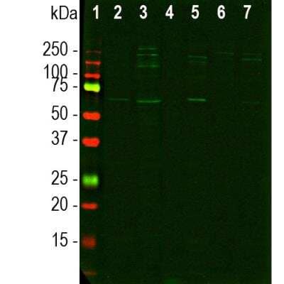 Western Blot: pan Nuclear Pore Complex Marker Antibody (39C7) [NBP1-05390]