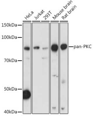 Western Blot: pan PKC AntibodyBSA Free [NBP3-05673]