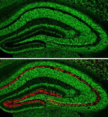 Immunohistochemistry-Frozen: pan-Synuclein Antibody [NBP3-13218]