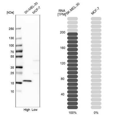 Western Blot: pan-Synuclein Antibody [NBP2-47338]