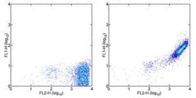 Flow Cytometry: phycoerythrin Antibody (PE-DLF) - BSA Free [NBP2-00146]