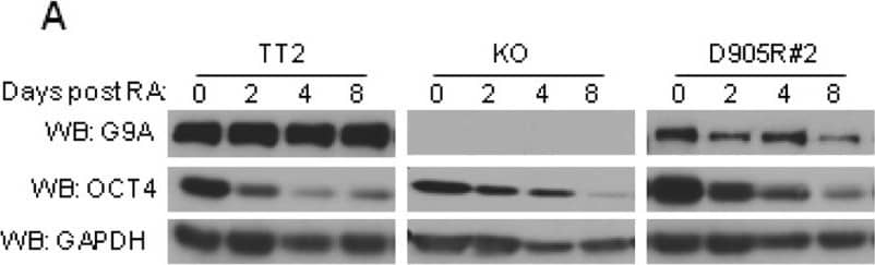 Detection of Mouse G9a/EHMT2 by Western Blot