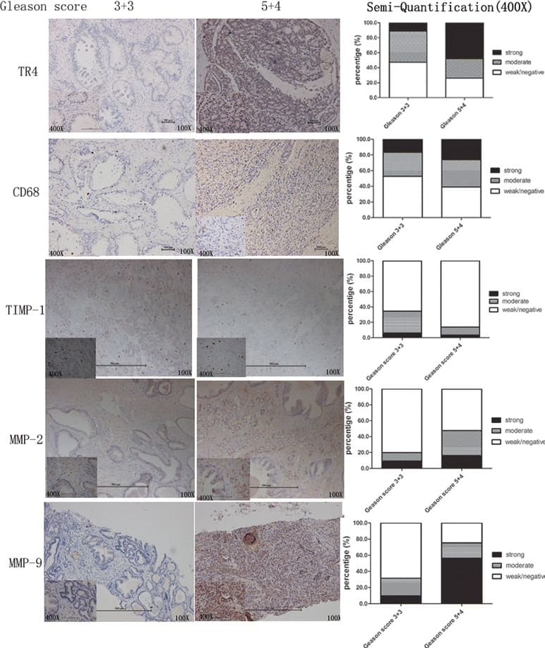 Detection of Human TR4/NR2C2 by Immunocytochemistry/Immunofluorescence