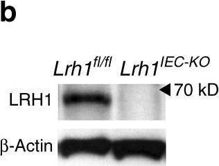 Detection of LRH-1/NR5A2 by Western Blot