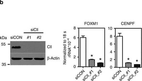 Detection of Human COUP-TF II/NR2F2 by Knockdown Validated
