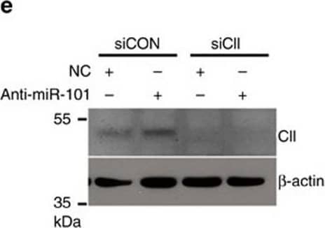 Detection of Human COUP-TF II/NR2F2 by Western Blot