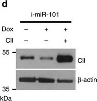 Detection of Human COUP-TF II/NR2F2 by Western Blot