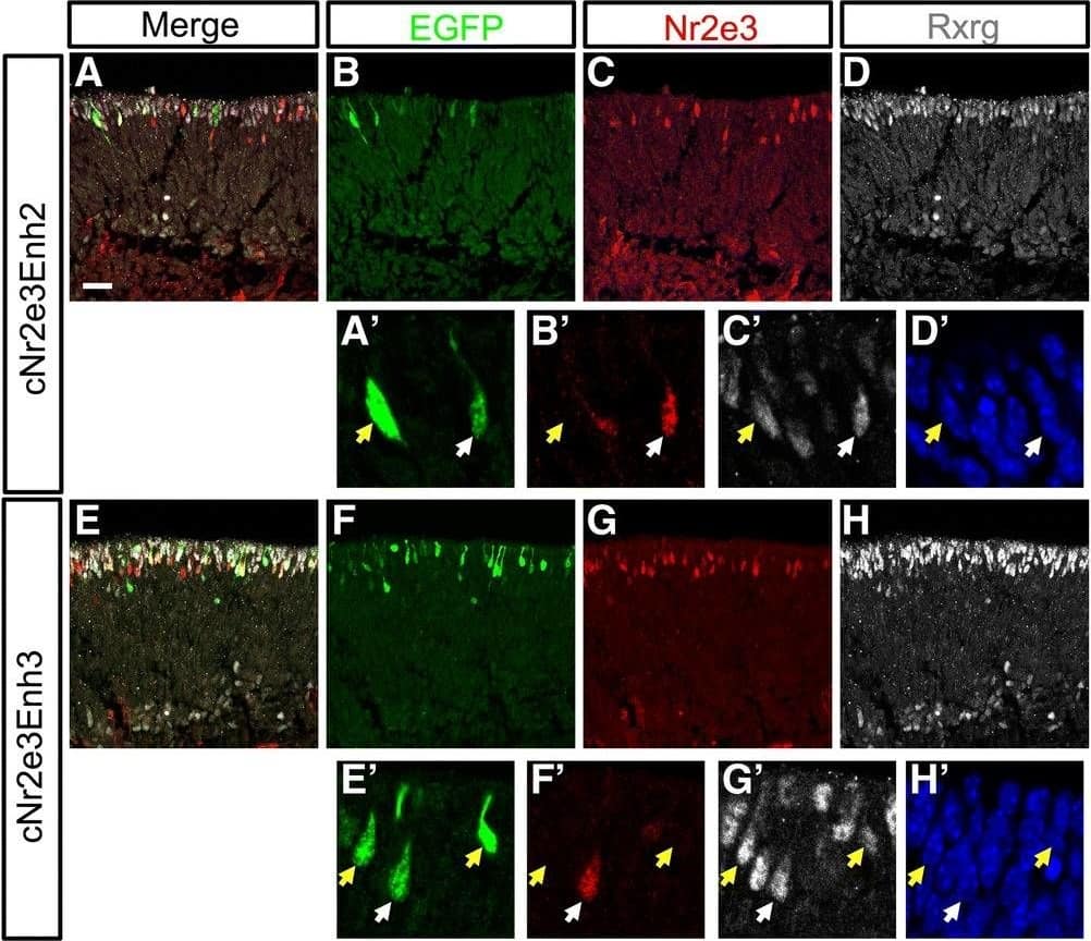 Detection of Mouse PNR/NR2E3 by Immunocytochemistry/Immunofluorescence