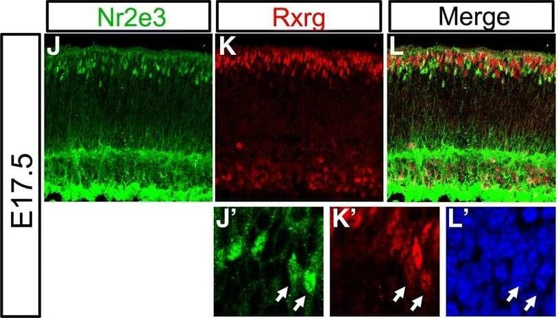 Detection of Mouse PNR/NR2E3 by Immunocytochemistry/Immunofluorescence