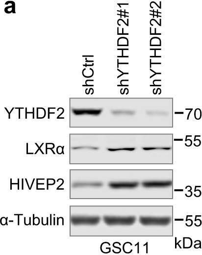 Detection of LXR alpha/NR1H3 by Western Blot