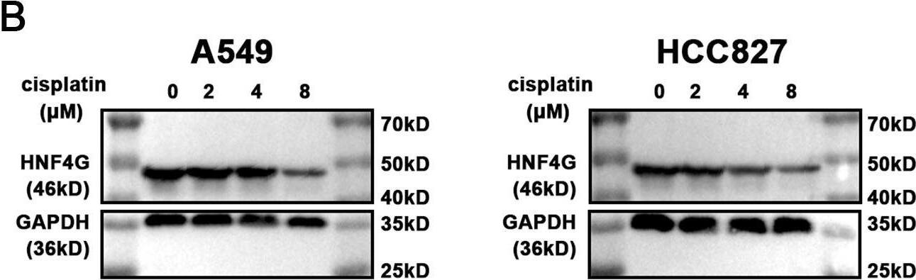 Detection of HNF-4 gamma/NR2A2 by Western Blot