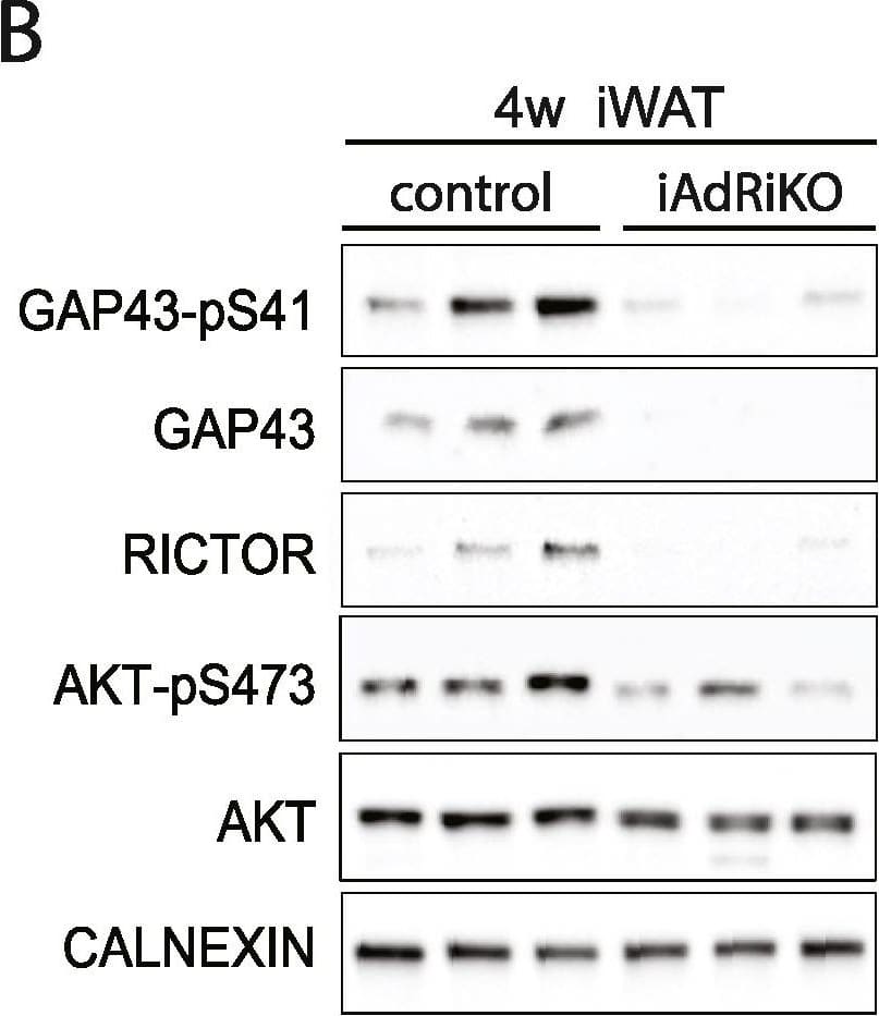 Detection of Mouse GAP-43 by Western Blot