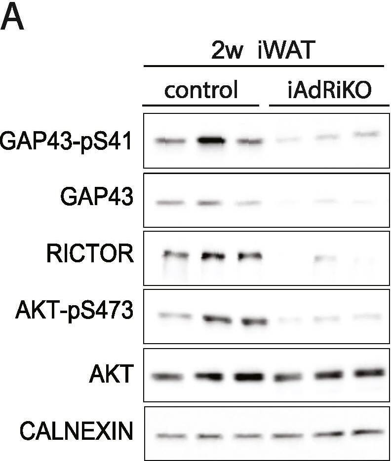 Detection of Mouse GAP-43 by Western Blot
