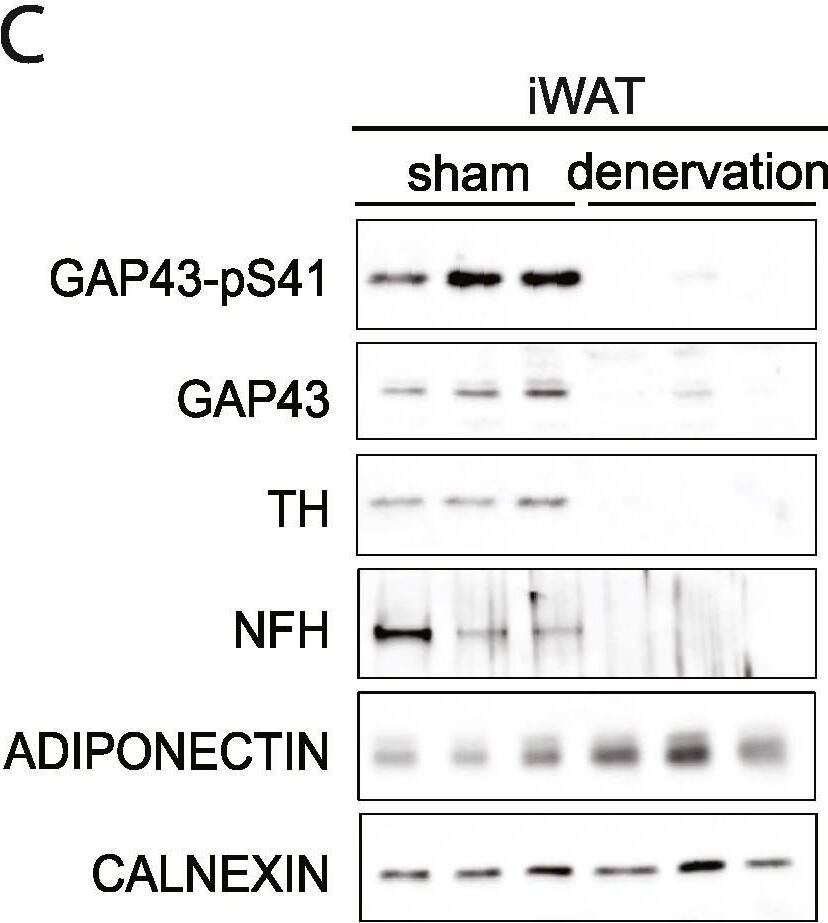 Detection of Mouse Phospho-GAP-43 (S41) by Western Blot
