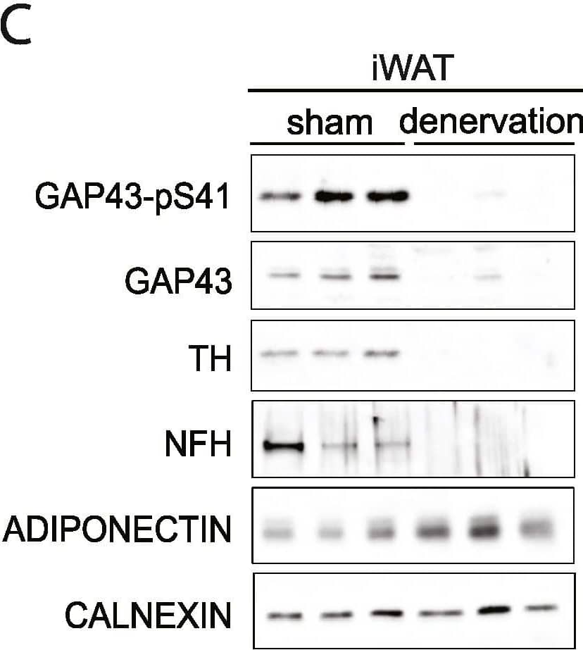 Detection of Mouse Phospho-GAP-43 (S41) by Western Blot