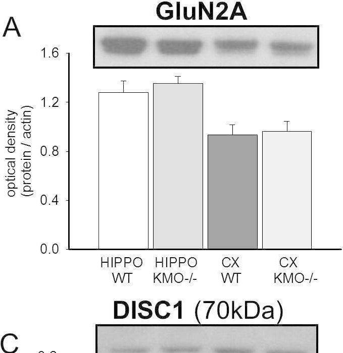 Detection of GRIN2A/NMDAR2A by Western Blot
