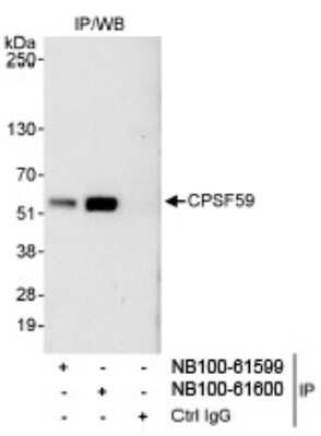 Western Blot: pre-mRNA cleavage factor I (59 kDa subunit) Antibody [NB100-61600]