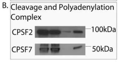 Western Blot: pre-mRNA cleavage factor I (59 kDa subunit) Antibody [NB100-61600]