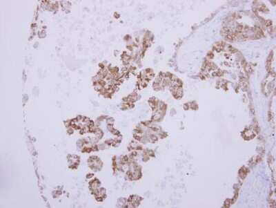 Immunohistochemistry-Paraffin: preproANP Antibody [NBP2-14872]