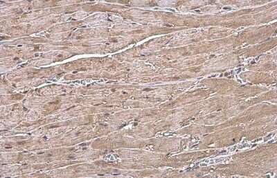 Immunohistochemistry-Paraffin: preproANP Antibody [NBP2-14872]
