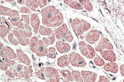 Immunohistochemistry-Paraffin: Atrial Natriuretic Peptide/ANP Antibody [NBP1-97752]